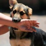 Abogados de Mordeduras de Perro​